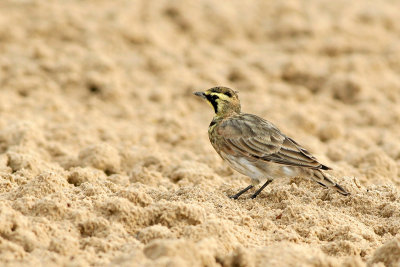 Horned Lark