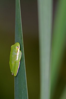 Green Tree-Frog