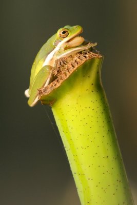 Green Tree-Frog