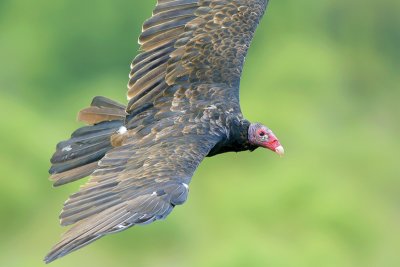 Turkey Vulture