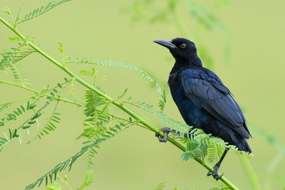 Boat-tailed Grackle