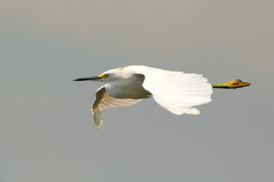 Snowy Egret