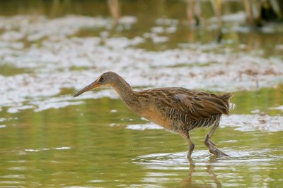 Clapper Rail