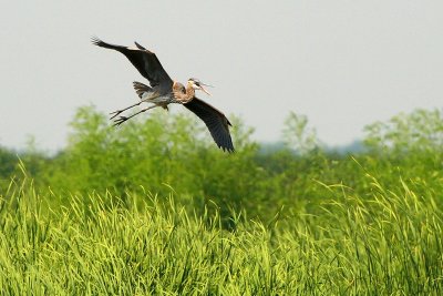 Great Blue Heron