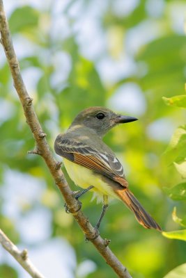 Great-crested Flycatcher