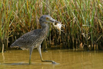 Yellow-crowned Night-Heron (The catch)