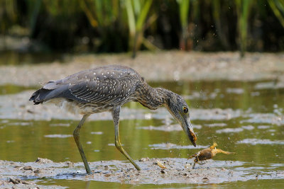 Yellow-crowned Night-Heron (Ripping off the limbs)