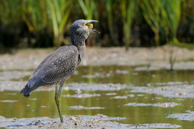 Yellow-crowned Night-Heron (Down the hatch)