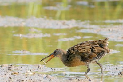 Clapper Rail (Nothing is wasted)