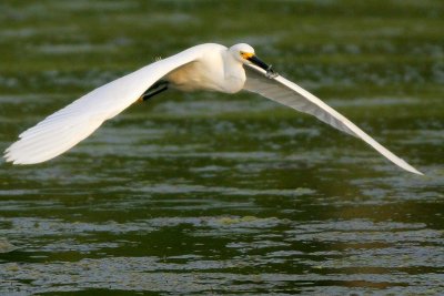 Snowy Egret