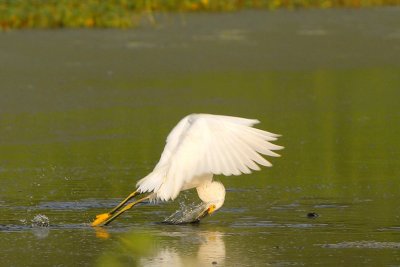 Snowy Egret Aerial Foraging