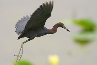 Little Blue Heron