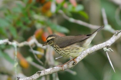 Northern Waterthrush