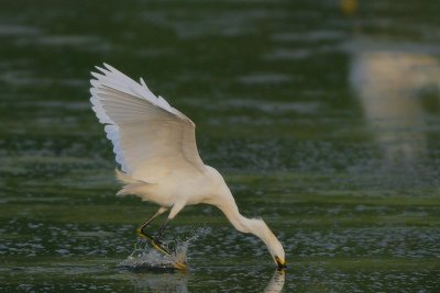 Snowy Egret Aerial Foraging