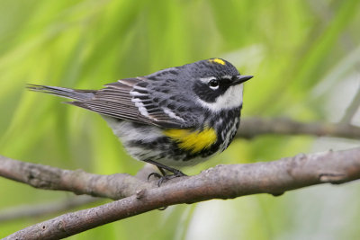 Yellow-rumped Warbler