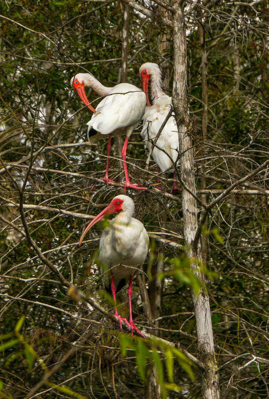 White Ibis, Big Cypress National Preserve, Florida, 2013