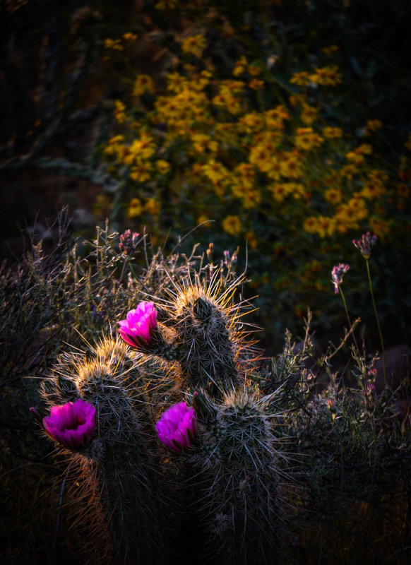 Desert surprise, Gold Canyon, Arizona, 2013