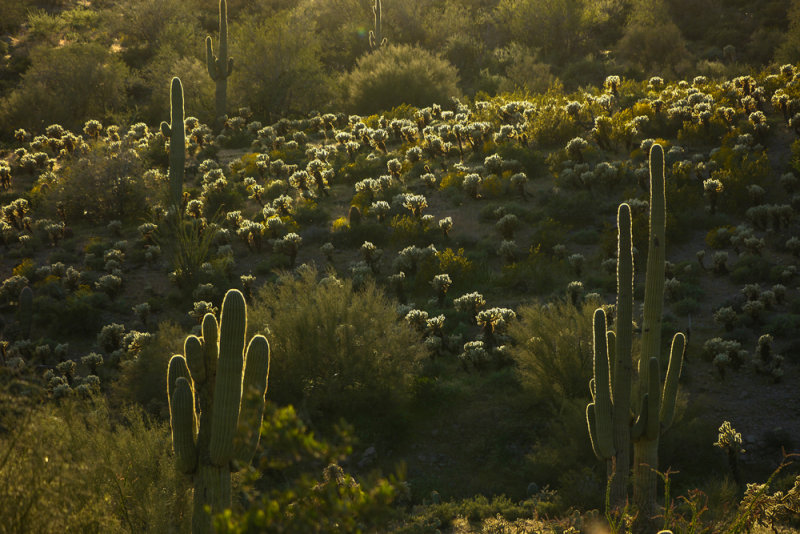 Cactus in backlight, Gold Canyon, Arizona, 2013