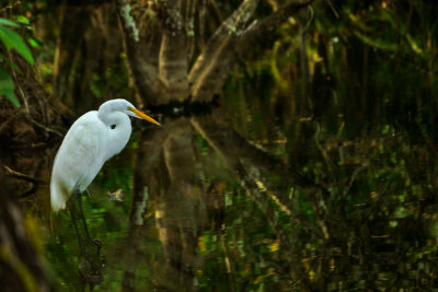 Great White Heron, Big Cypress National Preserve, Tamiami Trail, Florida, 2013