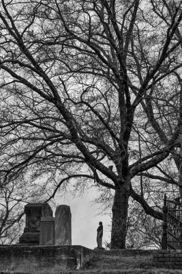 Barren tree, Rose Hill Cemetery, Macon, Georgia, 2013