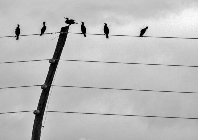 Cormorants, Tamiami Trail, Florida, 2013