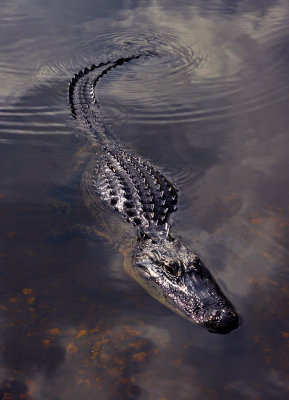 Alligator Tracks, Everglades National Park, Florida, 2013