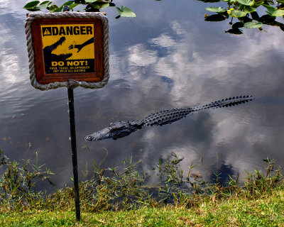 Too close for comfort, Everglades National Park, Florida, 2013