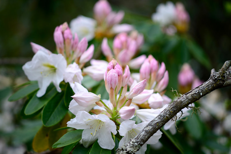 Rhodendrums Blackheath 21 Oct 12 V1  105 F2.5.jpg