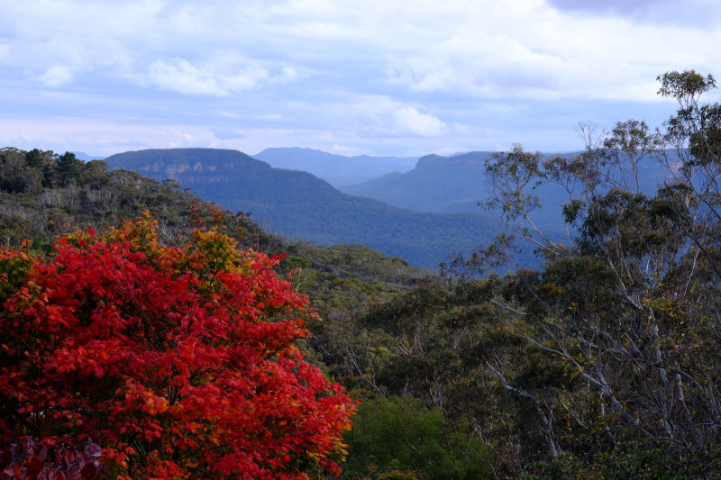 Leura Blue Mountains in Autumn
