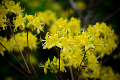 Beautiful yellow flowers Blackheath 21 Oct 12 3 70-210mm Nikkor