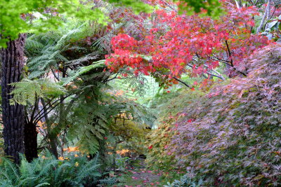 Leura Autumn Garden