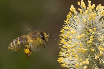 Honey bee and willow bud (Apis mellifera)