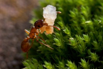 Gallery: All About Ants