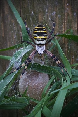 Wasp Spider with cocoon