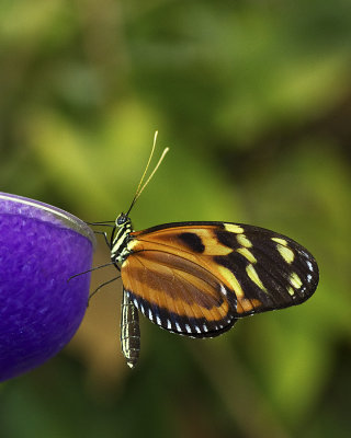 Butterfly-1D-7238.jpg