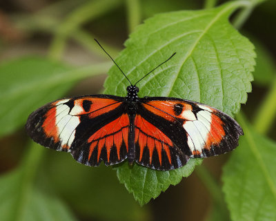 Butterfly-1D-7361.jpg