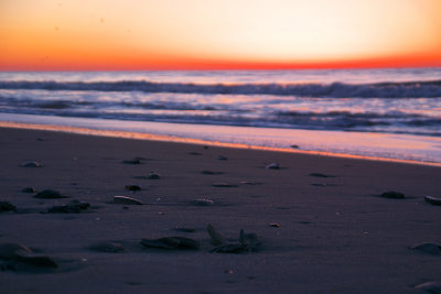 MyrtleBeach2013_0947ps.jpg