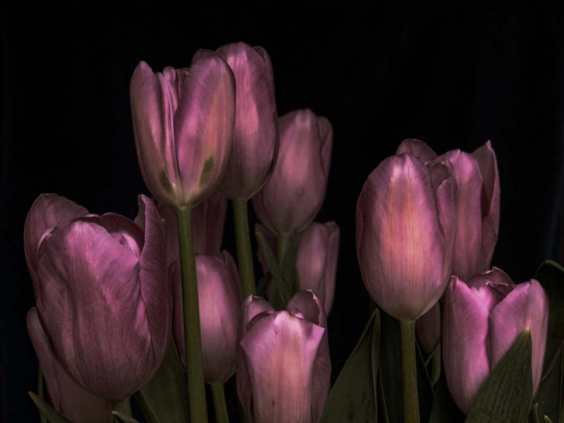 Dusk Tulips