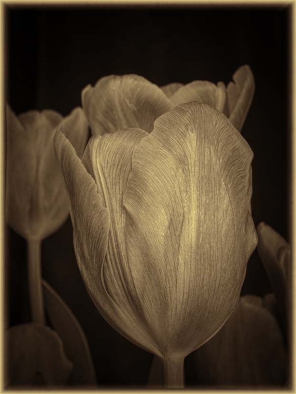 Antiqued Sepia Tulips