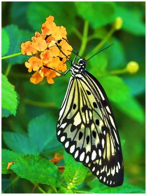 Paper Kite Butterfly - on lantana