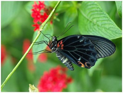 Red Spotted Swallowtail
