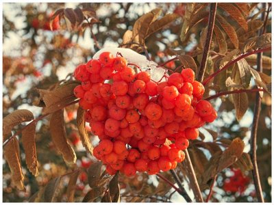 Mountain Ash berries