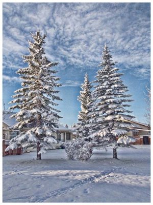 Frosty Morning Light