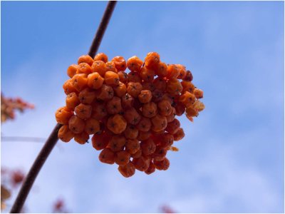 Bird Food - Mountain Ash berries