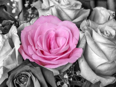 Anniversary Pink Rose