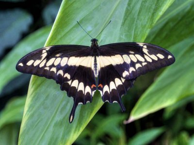 Giant Swallowtail Butterfly (Papilio cresphontes)