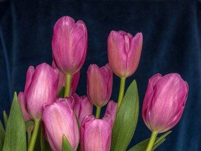 Tulip's