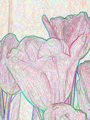 Crayon Sketch Tulip's