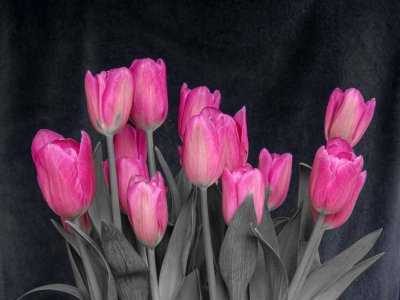 Tinted Tulip's