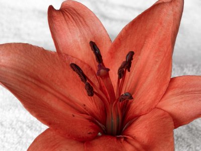 Red Tinted Stargazer Lily